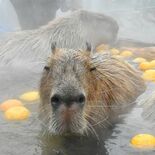 カピバラ極楽、ユズ湯であったか　那須どうぶつ王国【動画】