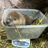 アメリカビーバーの赤ちゃんが誕生　那須どうぶつ王国で初　１カ月以内に公…