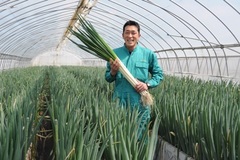 ＜93＞知名度高まる「白美人ねぎ」　辛み少なく軟らか食感　ブランド支える団結力
