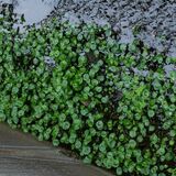 外来水草ウチワゼニクサ、県内初確認　宇都宮の水路で 県が全て駆除　生態系、農業被害など可能性も