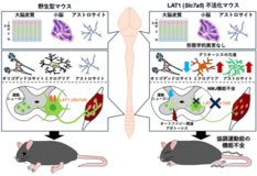 協調運動の発達にはアミノ酸シグナルが重要!