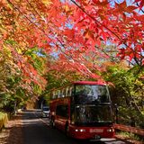 風花の中、色づくモミジ　那須塩原・回顧園地周辺　20日ごろ見頃ピークに