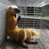 天井裏の動物、駆除の相場は？　現場、作業次第で価格差　信頼できる業者選びへ 協会「複数見積もりを」