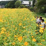 里山彩るオレンジ色　キバナコスモス見頃　宇都宮美術館近くの畑