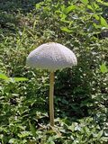 「大きさにびっくり」　傘の直径20センチ超、マントカラカサタケを発見　宇都宮の井上さん