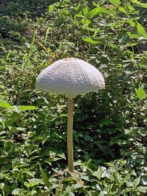 「大きさにびっくり」　傘の直径20センチ超、マントカラカサタケを発見　宇都宮の井上さん