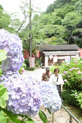 太平山の参道を鮮やかに彩るアジサイ