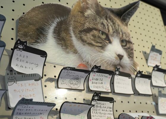 しままるに寄せられたメッセージ