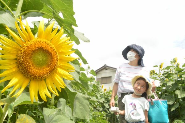 7万株のひまわりの迷路 佐野の観光農園アグリタウン 今年も大輪咲き誇る 地域の話題 県内主要 下野新聞 Soon ニュース 下野新聞 Soon スーン 7万株のひまわりの迷路 佐野の観光農園アグリタウン 今年も大輪咲き誇る 地域の話題 県内主要 下野新聞 Soon ニュース 下野新聞 Soon スーン