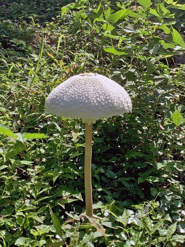 傘の下の柄にある白い幕がマントに似ている（井上さん提供）