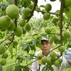 栃木県内が梅雨入り　語源の一つ、梅の実収穫が宇都宮でピークに