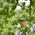 栃木県内が梅雨入り 語源の一つ、梅の実収穫が宇都宮でピークに