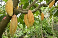 とちぎ花センターでチョコレートの原料カカオ実る　価格高騰の中、温室で大…