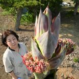 数十年に１度...奇跡の開花　下野・間舘さん方でアガベの花