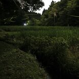 ゲンジボタル光る周期に地域差　西日本「２秒型」東日本「４秒型」　珍しい…