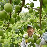 栃木県内が梅雨入り　語源の一つ、梅の実収穫が宇都宮でピークに