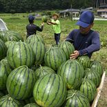 高糖度でシャリッと食感　大田原で「与一西瓜」の収穫進む