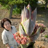 数十年に１度...奇跡の開花　下野・間舘さん方でアガベの花