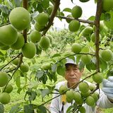 栃木県内が梅雨入り 語源の一つ、梅の実収穫が宇都宮でピークに