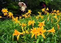 霧降高原でニッコウキスゲ満開　日光