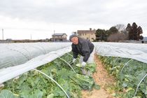 ＜128＞佐野ブランド認証の「かき菜」　春を呼ぶ伝統の味わい　交雑防ぎ品質安定に注力   
