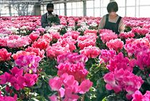 日光でシクラメンの出荷始まる