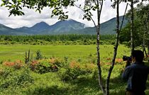 レンゲツツジが見頃　奥日光