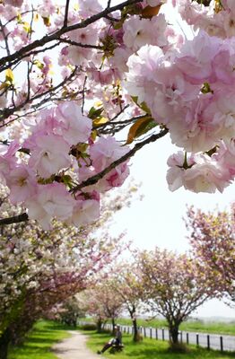 見頃を迎えた八重桜