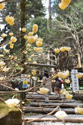 神苑を彩るミツマタ