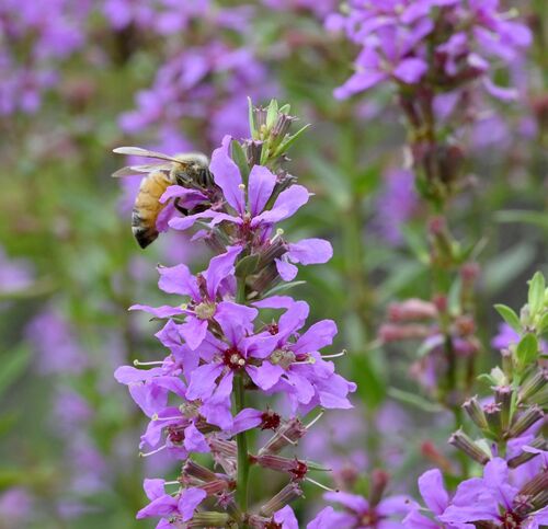 ミソハギの蜜を求めて飛び回るハチ