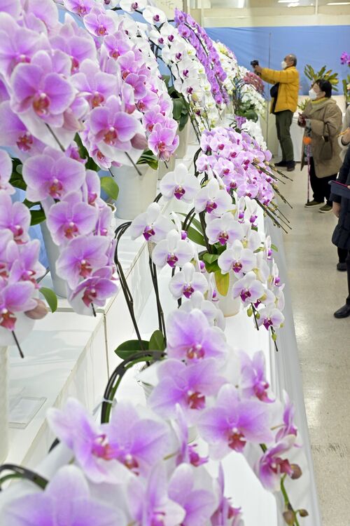 会場を彩るコチョウラン