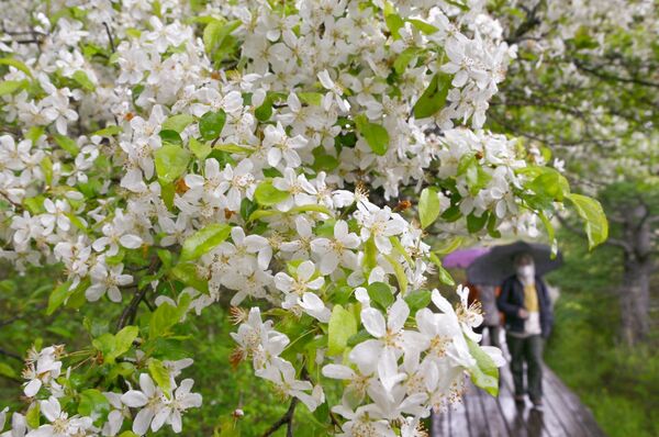 見頃を迎えた戦場ケ原のズミの花=3日午前10時35分、日光市中宮祠