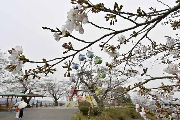 鹿沼市の千手山公園は木によって三分～満開＝４月３日午後