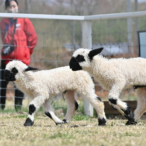 かわいさ世界一」ヒツジの赤ちゃん2頭公開 那須どうぶつ王国【動画