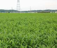 【農家、過去最大２５％減】食料騒動、常態化も