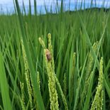 コメのカメムシ被害、農家ら警戒　昨年栃木県内で大量発生「生態未知の部分…