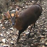 栃木県に迫る？　特定外来生物キョン　“人が苦しむような”不気味な鳴き声…