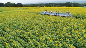 200万本、黄色のじゅうたん　那須の畑埋め尽くすヒマワリ