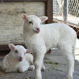 ヒツジもヤギも　赤ちゃん元気だよ　那須・南が丘牧場【動画】