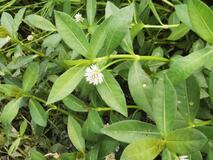 治水、コメ収穫に影響