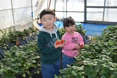 イチゴ狩り始まる　鹿沼・出会いの森、家族連れらでにぎわう