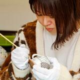 動植物、幻想的に描きたい