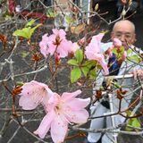 秋なのにアカヤシオ花開く　宇都宮の村上さん方で　暖かい日続く影響か