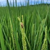 コメのカメムシ被害、農家ら警戒　昨年栃木県内で大量発生「生態未知の部分」　コメ不足追い打ち、農薬散布強化へ