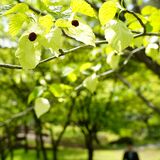ハンカチノキ風に揺れ　栃木・出流ふれあいの森