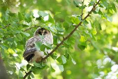 今年は２羽巣立つ　野木神社に愛らしいフクロウ　「適度な距離」で見守りを