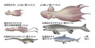 白亜紀に１９メートルのタコ