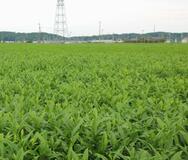 【農家、過去最大２５％減】食料騒動、常態化も