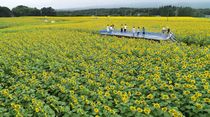 200万本、黄色のじゅうたん　那須の畑埋め尽くすヒマワリ