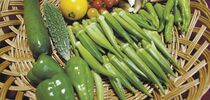 オクラのネバネバで夏バテを予防しようJAなす南 とりたて野菜直売所